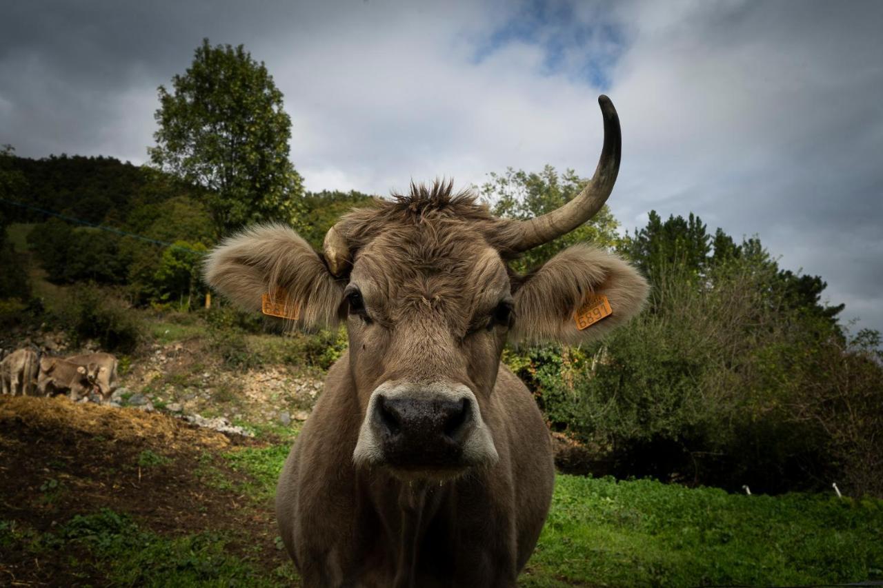 Apartamentos Los Picos De Europa Colio Exteriér fotografie